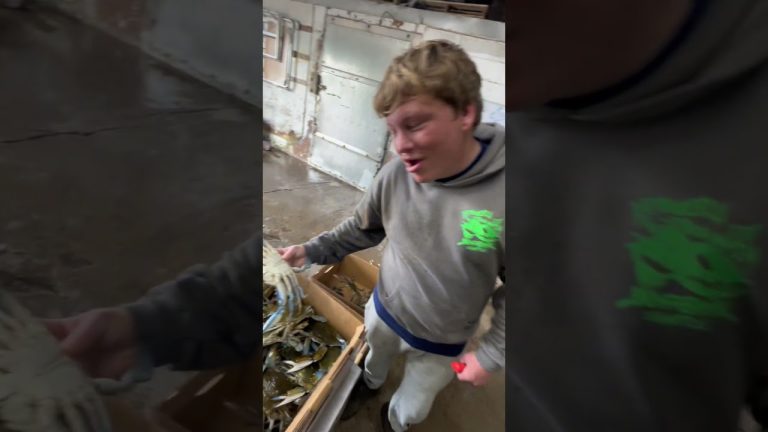 👂🦀 #bluecrab #fishing #crabbing #seafood #crabseason #fish #funny #seafoodrecipes #bluecrab #crabs