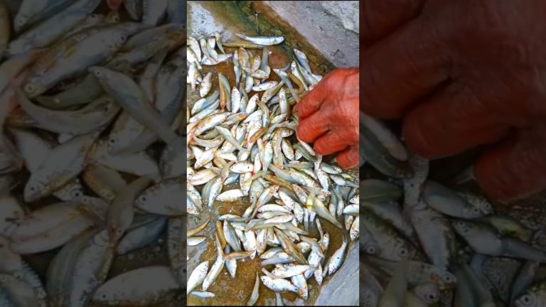 suni a jhethani ji #love #food #cooking #cookinglive #bhojpuri machhalivideo#recipes