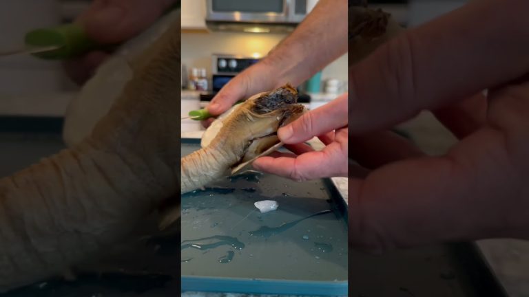 Part 1: Eating a Geoduck Clam #geoduck #clam #seafood