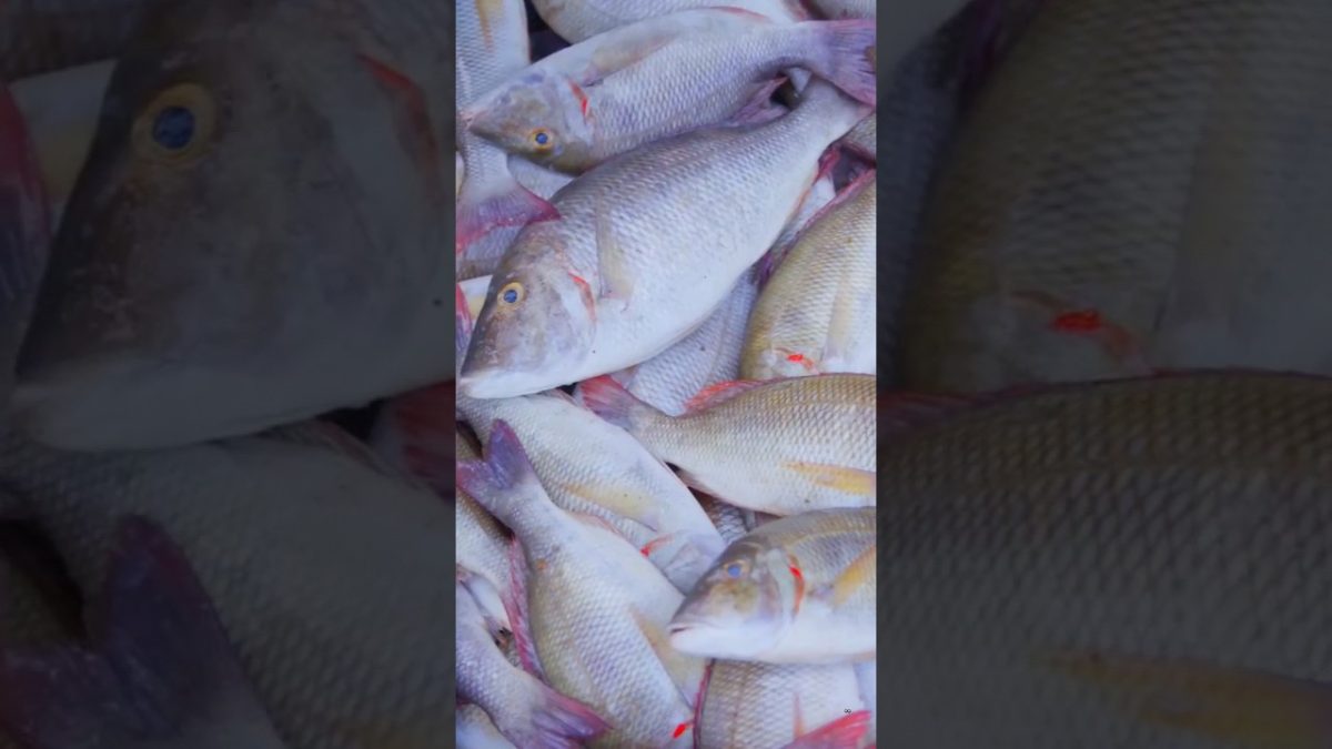 FISH OMELETTE | Fish Omelette Recipe Cooking In Village | Steamed Fish Recipe #shorts #trending