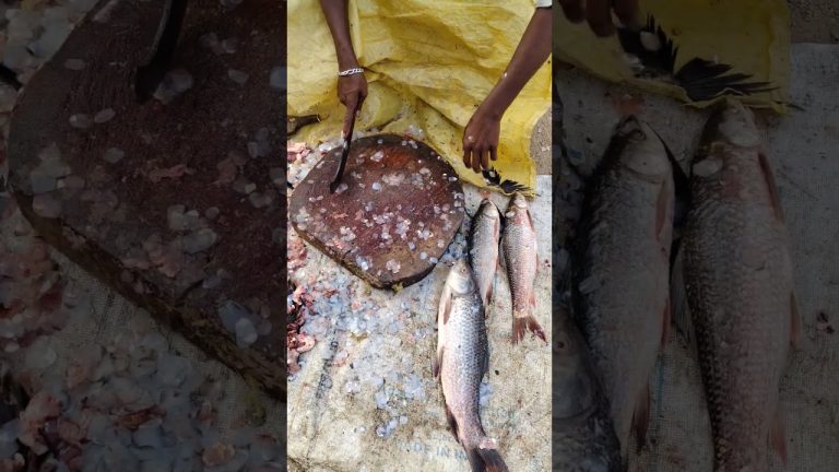 #vlog #fishl #seafood #food #fislove #fish #nature #sea #seafoodrecipes #funny