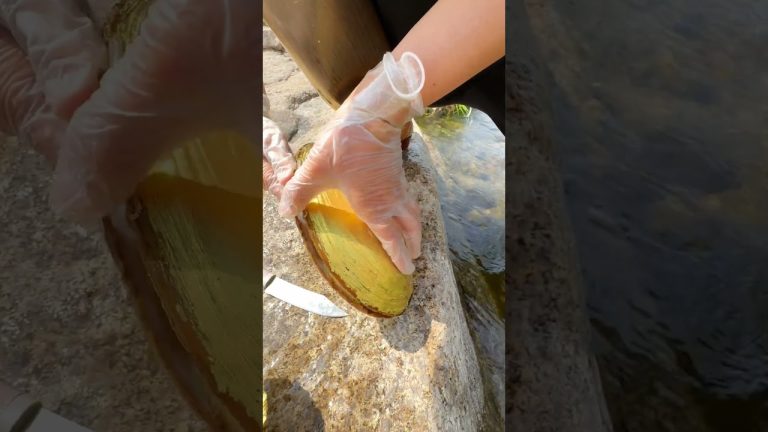 #pearl #seafood #hunting pearls #picking pearls