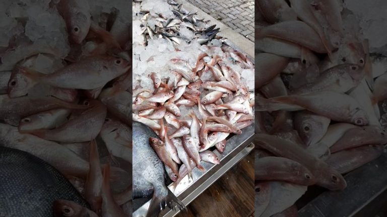 Easy fish fry recipe | Techie's Knife | Cooking l asmr