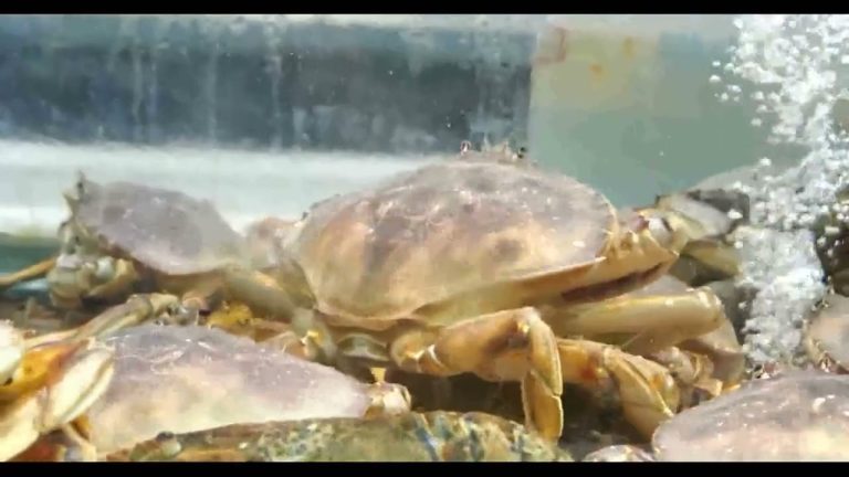 青螃蟹 #海鲜美食 #野生海鲜 #海鲜水产 #seafoodrecipes #seafood