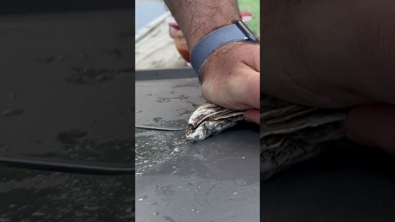 Homemade Cocktail Sauce #oysters #oystertastetest #seafood