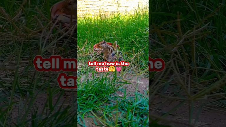 #yummy bread recipes for my friends🤤😍🌹🌹🌹💓💓💓💓#ytshort #foryou #viral #video #expoler #village #foodie