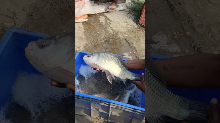 🐠Fish curry recipe 🤤 #shortsvideo #fish