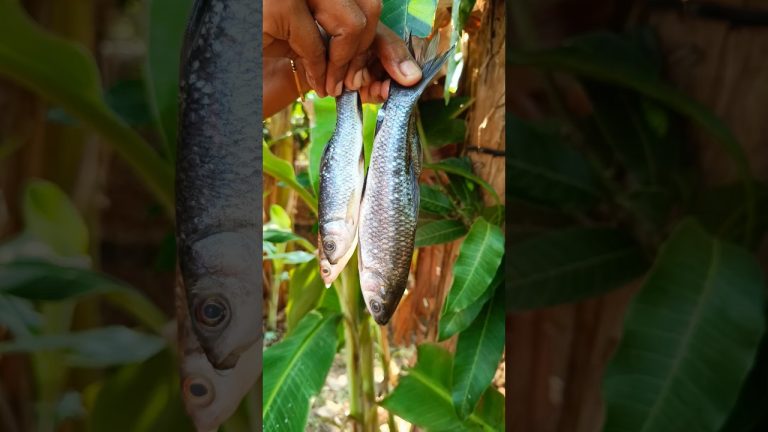 ପୋହଳl ମାଛ ପୋଡ଼ା  🤤👌 ରସୁଣ ସାଙ୍ଗକୁ ସୋରିଷ ତେଲ ମାଛ ଚକଟା 🤤😋 #recipe #shorts #fish