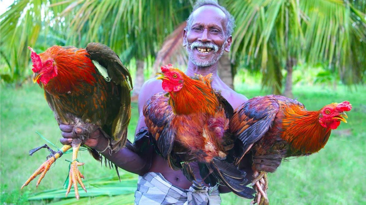 VILLAGE FAMUS RED C0UNTRY CHICKEN RECIPE | முரட்டு சேவல் கறி குழம்பு | Traditional Healthy Recipe