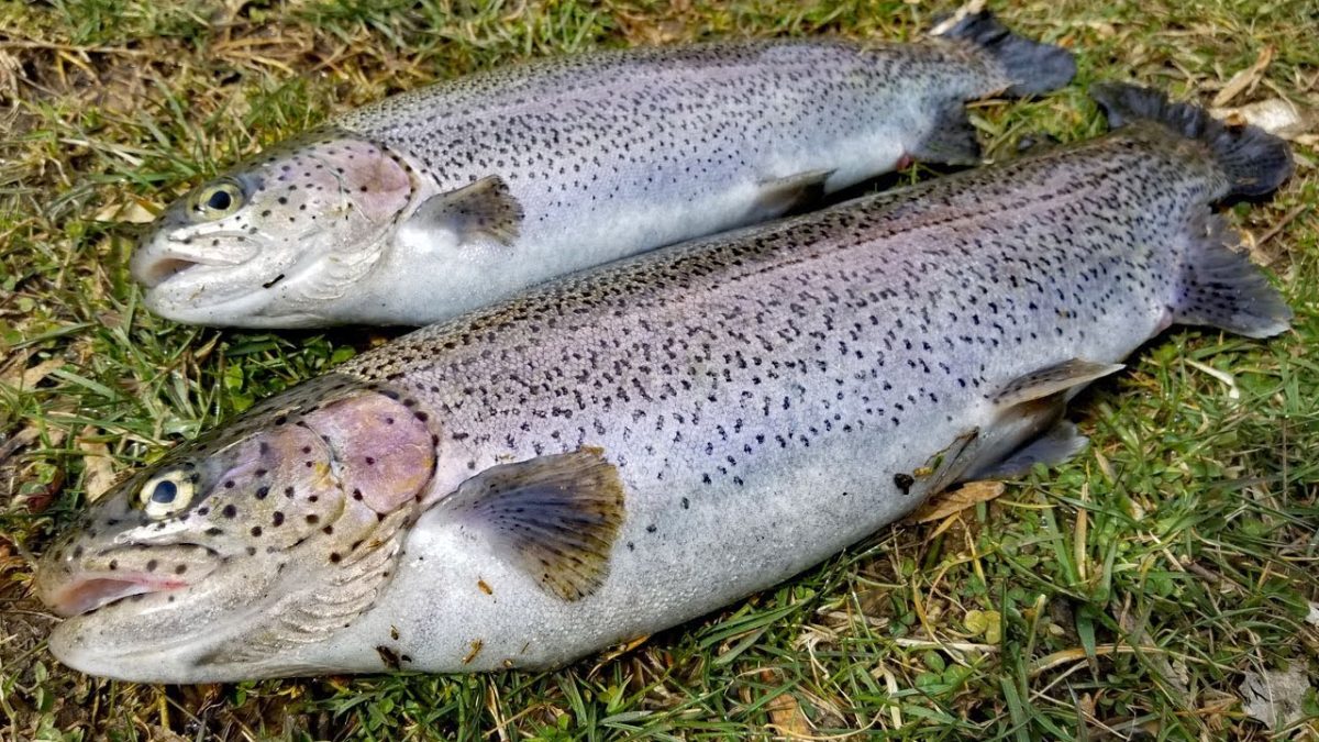Trout fishing Catch and Cook – How to catch trout -Trout recipes – gut & fillet trout