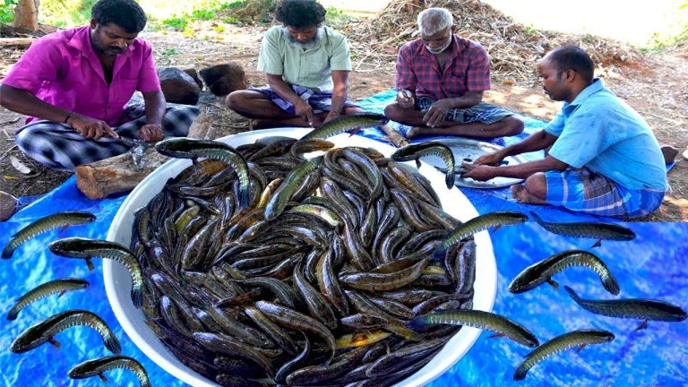 River Fish Recipe !! | Simple Fish Fry | Snakehead Fish Cleaning and cooking | Kuravai Meen Varuval