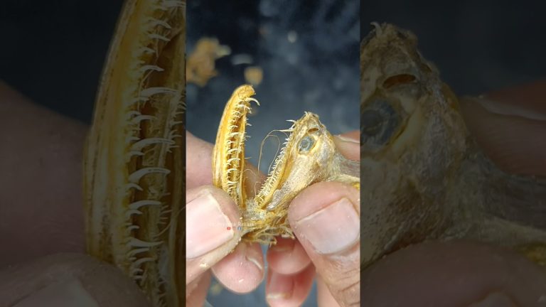 చేప పళ్లు ఏందిరా సూదులు ఉన్నటు ఉన్నాయ్ 😳