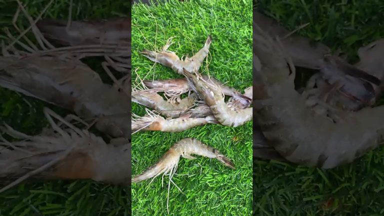 Chingri Fish Fry Recipe 😱😋 #shorts