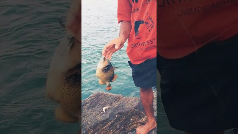 Don't Miss Out on Fishing for Various Fish Cooking Tips 🐠🐠🐠