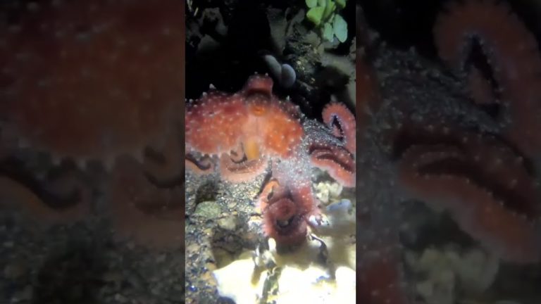 octupos #fishing #seafood #spearfishing #spearfish #spearfishingworld #seafoodrecipes