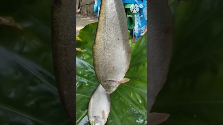 তাজা ফলোই মাছের ঝোল #fish #viral #shorts #cooking #recipe #village