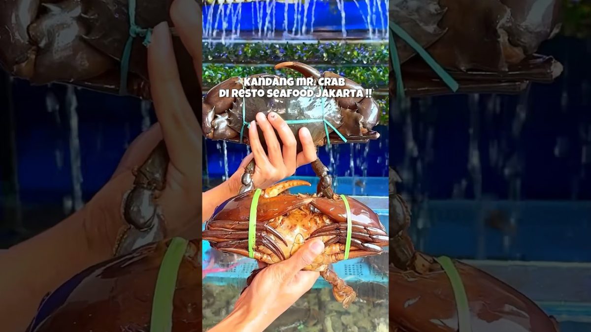 Tuan Crab Digendutin Terus Dimasak! #kulinertomang #haiseafood #hendryjonathan #seafoodjakarta