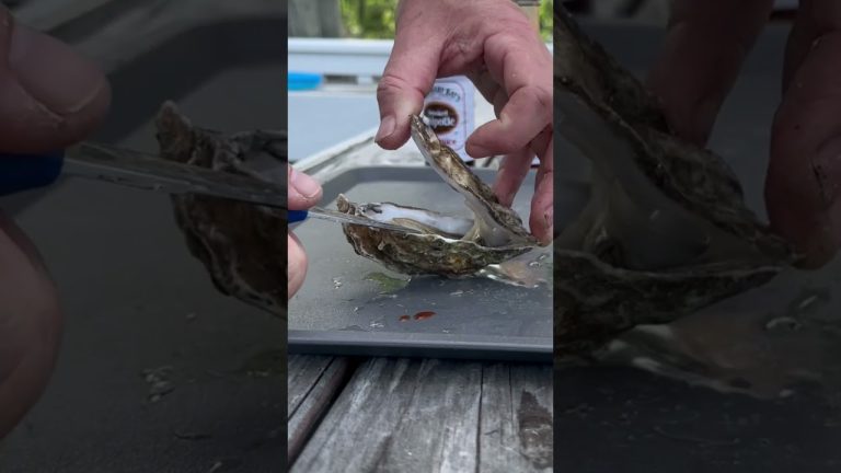 Sweet Baby Rays and Oysters?- Part 2 #hotsauce #oysters #seafood