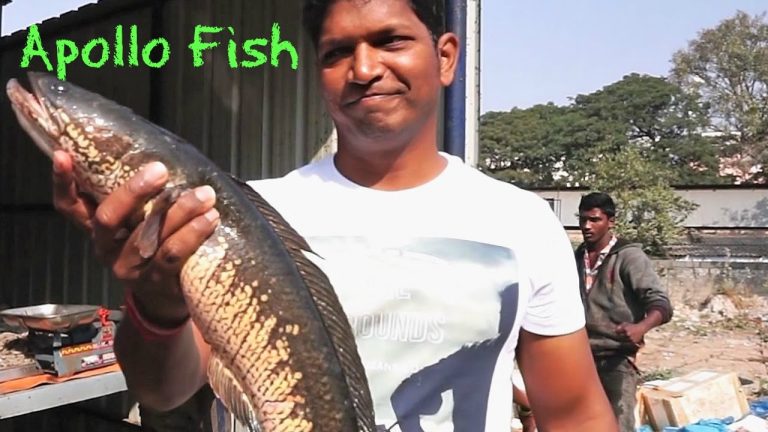 How To Cook Boneless Fish – Battered Fish Recipe – Simple Fish Recipes For Two – Apollo Fish indian