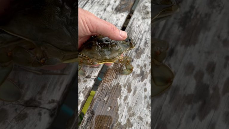 Marinated Soft Shell Crab? #crab #softshell #seafood