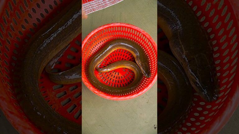 Unique Style Healthy Kuche Fish Recipe 🤤 #shorts #trendingshorts #kuchefish