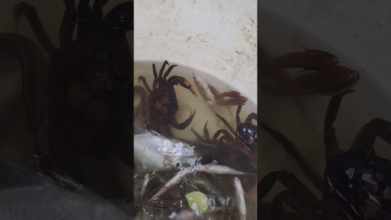 #automobile #nature #fishermens #seafood #flowers #fishl #fish #fishingtips #seafoodrecipes #shorts