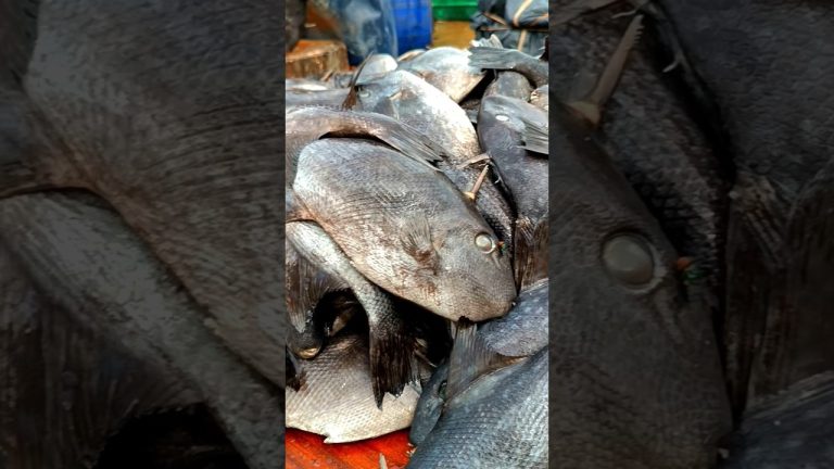 Unbelievable Tuna Fish Cutting Skill 😱 Attractive #fishcut #tunafish #shorts