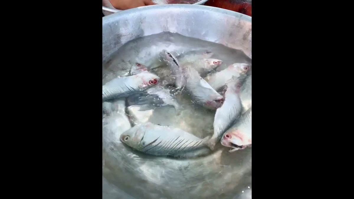 What fish do you know everyone.?😃😃😃 #food #shorts #recipe #cooking #foodshorts #yummy #delicious