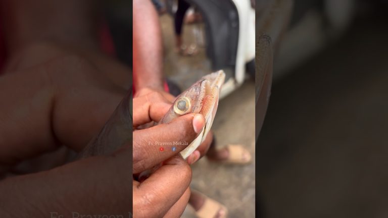 వీటి పేరు ఇరుసుగందులు అంట? మీకు ఇవి తెలుసా!🙄