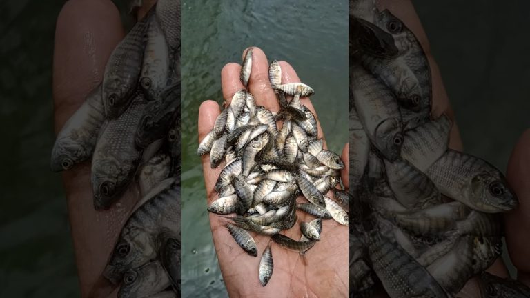 #fishing #fishl #seafood #fishh #fish #everyone #satisfying #fishng #seafoodrecipes #carpfishing