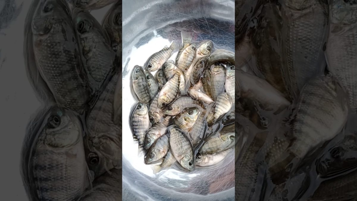 #fishing #fishl #seafood #fishh #fish #everyone #satisfying #fishng #seafoodrecipes #villagelife