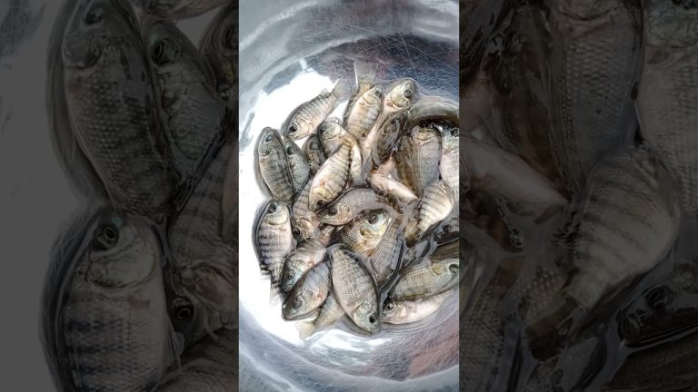 #fishing #fishl #seafood #fishh #fish #everyone #satisfying #fishng #seafoodrecipes #villagelife