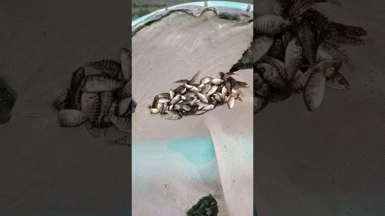 #fishing #fishl #seafood #fishh #fish #everyone #satisfying #fishng #seafoodrecipes #carpfishing