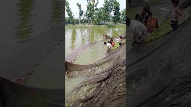 #fishing #fishl #seafood #fishh #fish #satisfying #fishng #seafoodrecipes #carpfishing #everyone