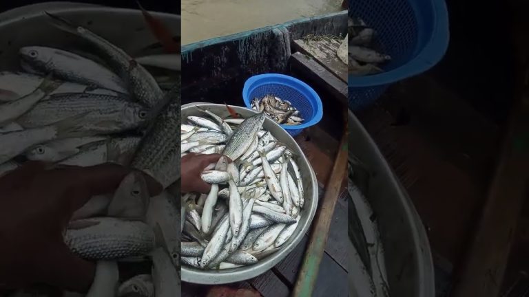 #rabbitfish #rabbitmeat #seafood #villagelife #fish #fishing #seafoodrecipes