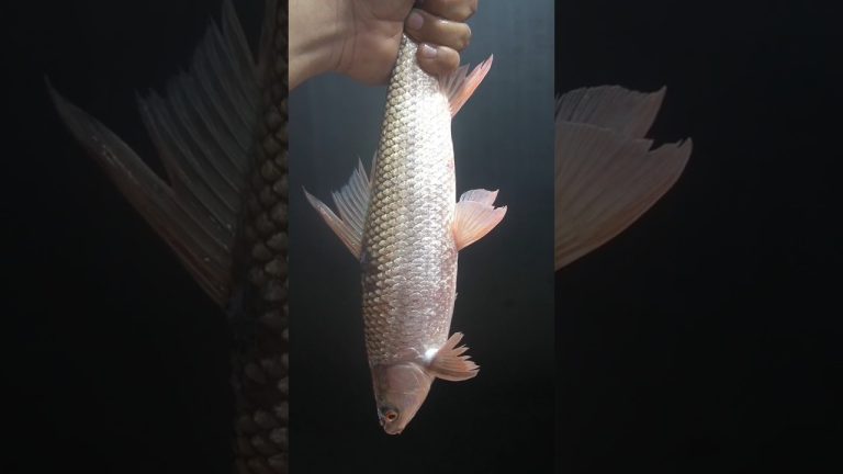 Fish Roast #shots #asmr #food #cooking #recipe #foodie #streetfood