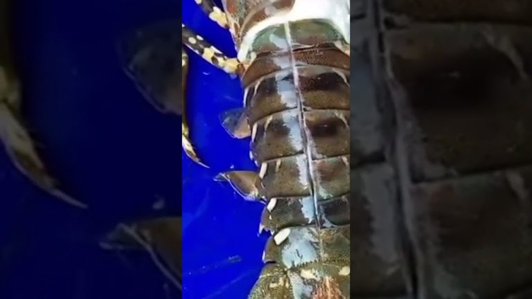 best food #food #mukbang #yummy #foodie #satisfying #delicious #nature #recipe #cooking #seafood