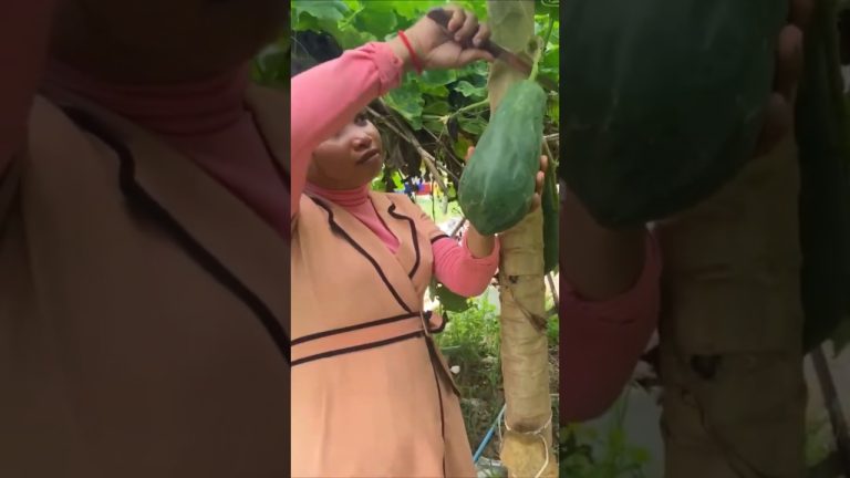 Cook Mchou Fish with Crab #cooking  #food  #recipe  #delicious #yummy #food