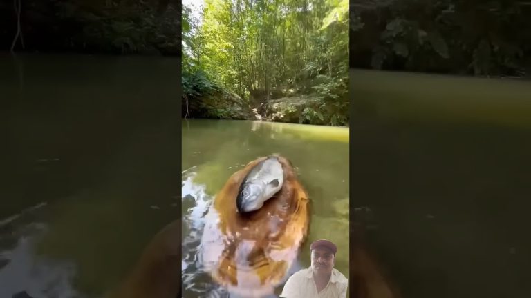 cooking fish । fish recipe । fishing cooking # fish cooking #