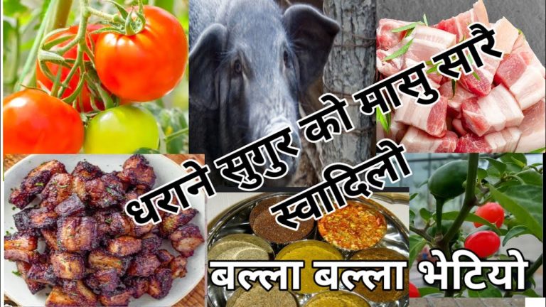 cooking pork/स्वादिलो सुगुर को मासु/धराने सुँगुर /सारै मिठो /मसालेदार तरकारी /testy meat curry