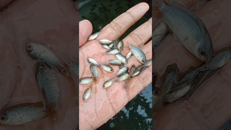 #fishing #fishl #seafood #fishng #fish #satisfying #fishh #seafoodrecipes #everyone #fishcl