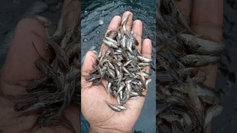 #fishing #fishl #seafood #fishh #fish #satisfying #fishcl #seafoodrecipes #everyone #food