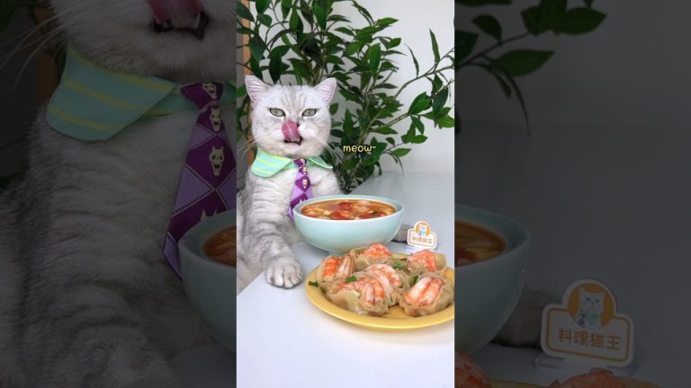 Tasty Shrimp Potstickers & Tomato Egg Soup!🦐🍲 #catsofyoutube #foodlover #tiktok