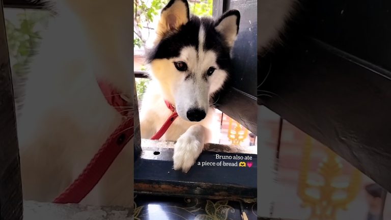 VIRAL Indian Bread Pakoda Recipe – Crispy & Delicious Snack at Home  #shorts