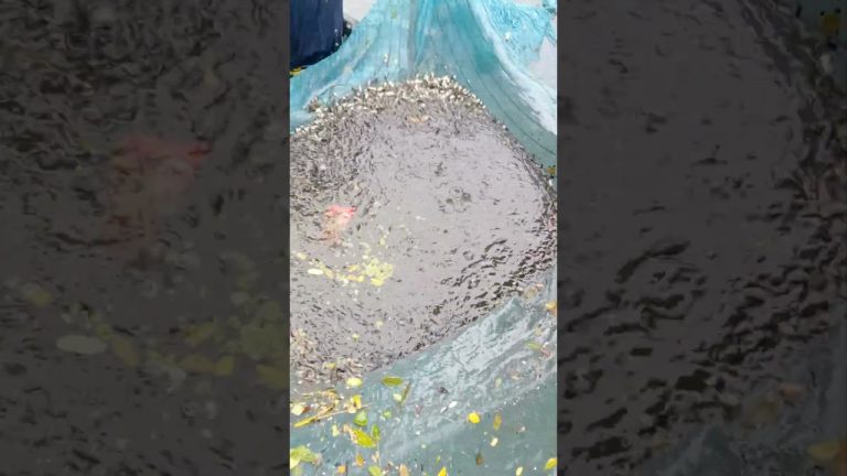 #fishing #fishl #seafood #fishcl #fish #satisfying #fishh #seafoodrecipes #everyone #food