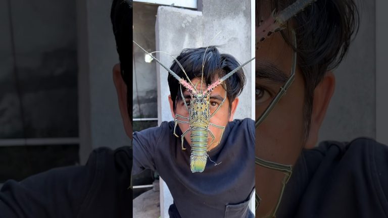 Tutorial masak udang ProMex #short #lucu