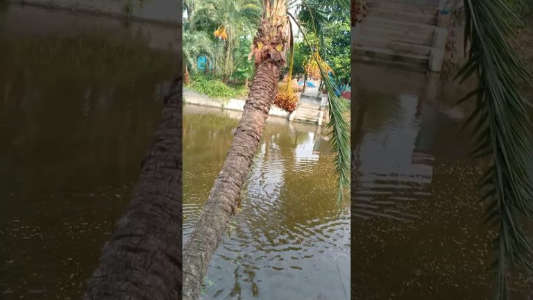 Catching & cutting fish #fishing #fishcuting #fishcooking #fish #fishcathing #seafoodrecipes