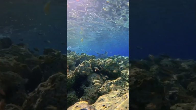 #song #fishing #freshfromthesea #seafood #freshseafoods #fish #seafoodrecipes