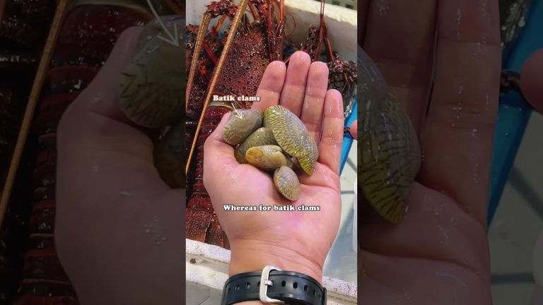 How to Choose Your Clams?