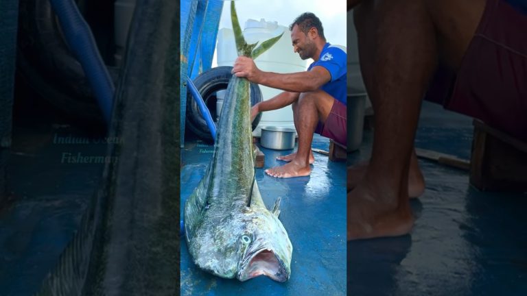 Yummy! Mahi Mahi Fish Sukka Curry Making In The Sea #shorts #seafood #indianoceanfisherman